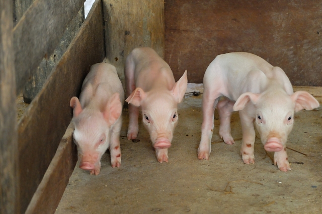 非洲豬瘟來自越南移工？__台中非洲豬瘟疫情，揭開廚餘防線的漏洞
