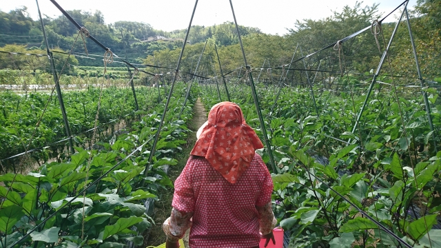 農業再升級，外籍移工新機會：草皮、芽菜產業也納入！佳洋為桃園農企人力夥伴出擊